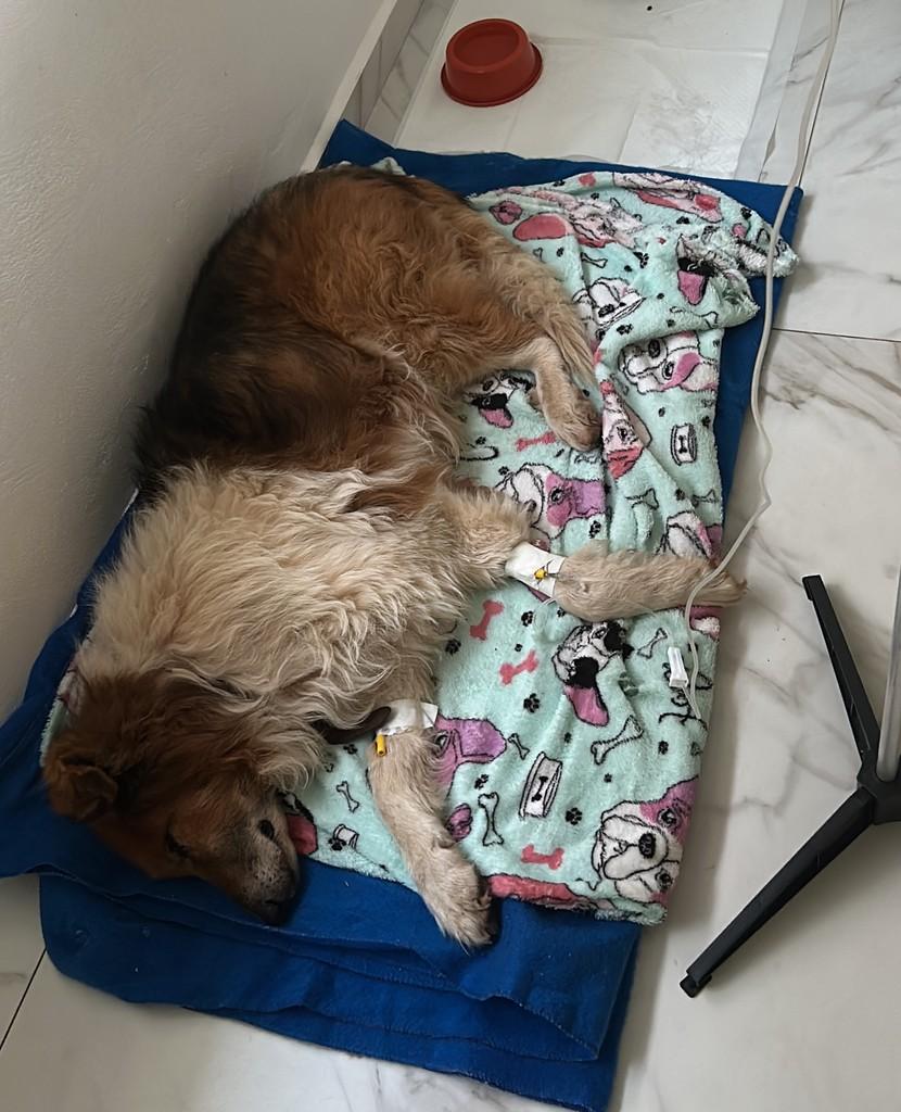 Parceiro, cachorro de porte médio para adoção em Paraí - RS — foto 2 de 2