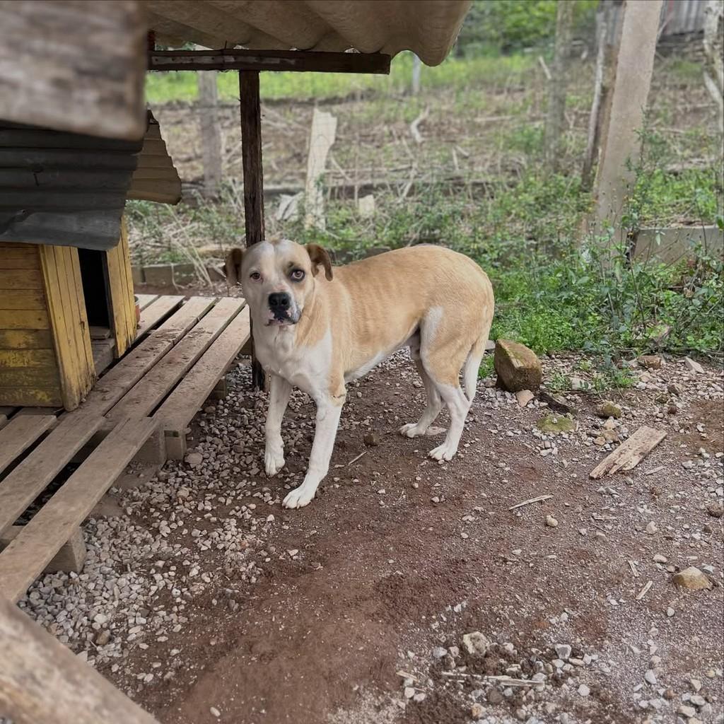 Thor, cachorro de porte grande para adoção em Paraí - RS