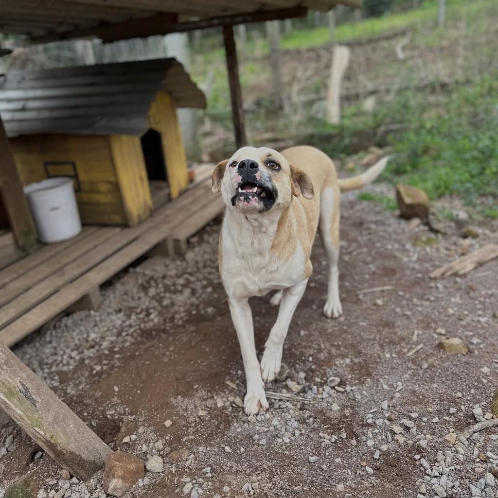Thor, cachorro de porte grande para adoção em Paraí - RS — foto 2 de 5