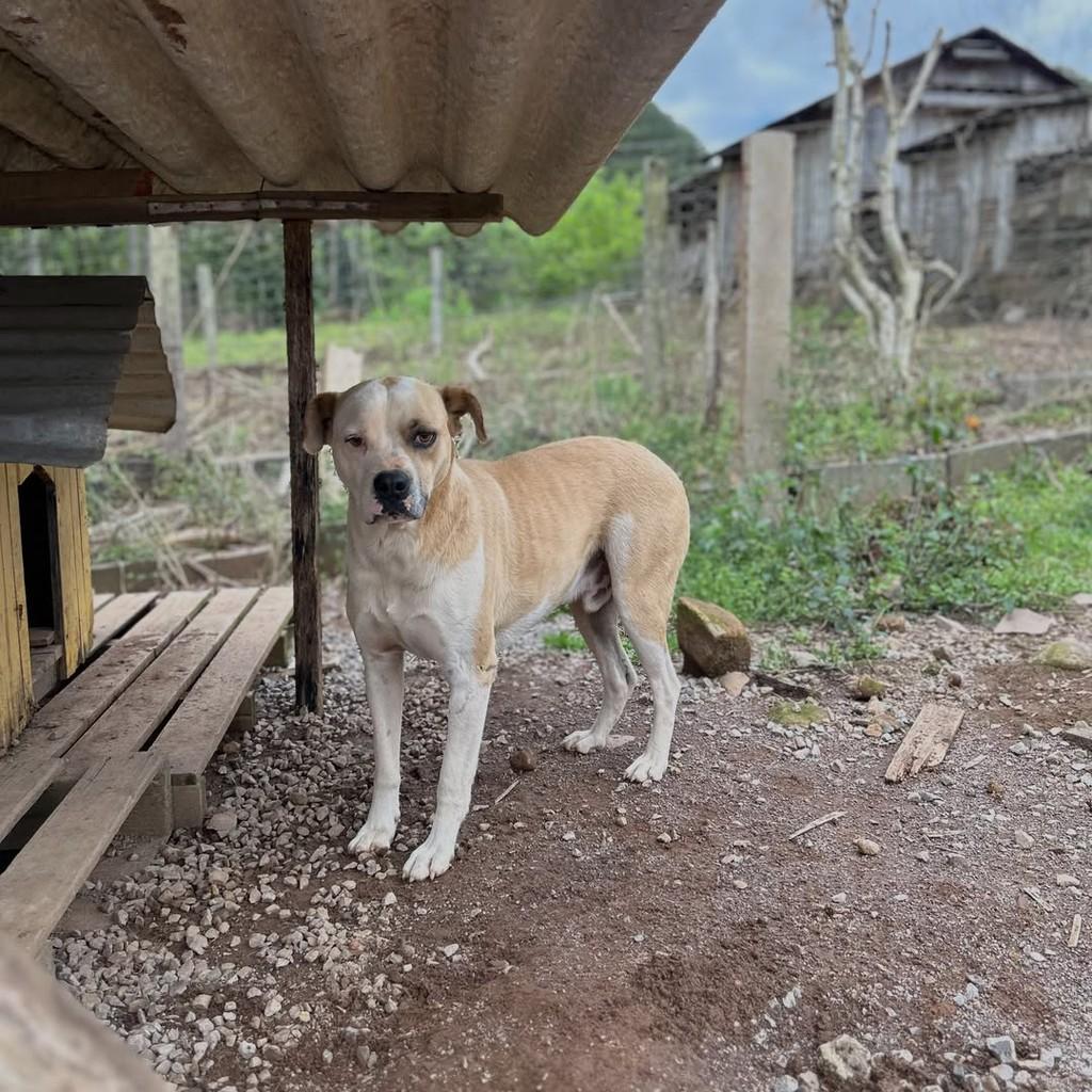 Thor, cachorro de porte grande para adoção em Paraí - RS — foto 3 de 5