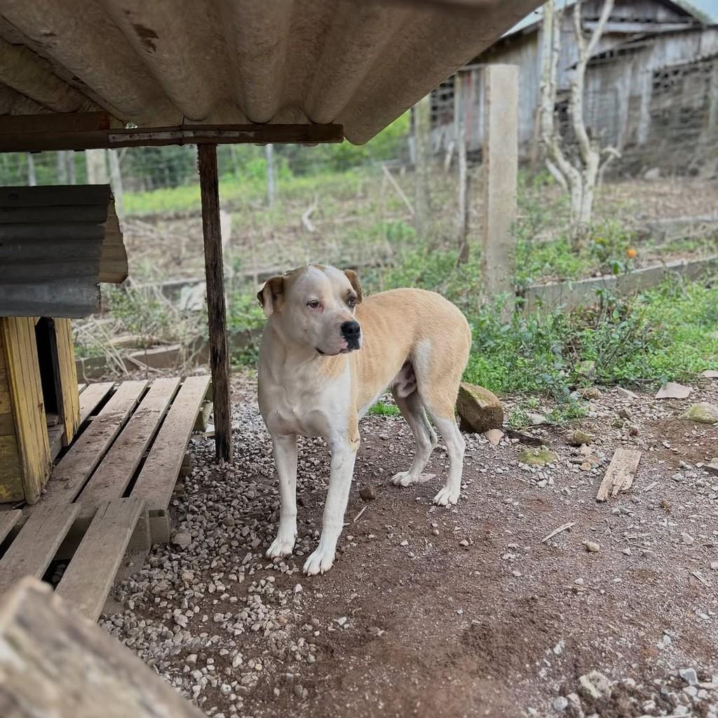Thor, cachorro de porte grande para adoção em Paraí - RS — foto 4 de 5