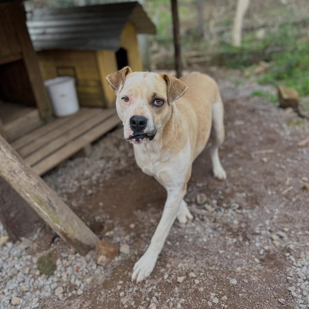 Thor, cachorro de porte grande para adoção em Paraí - RS — foto 5 de 5