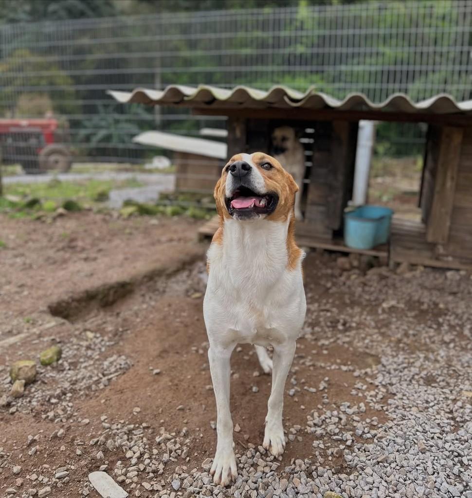 Teddy, cachorro de porte grande para adoção em Paraí - RS
