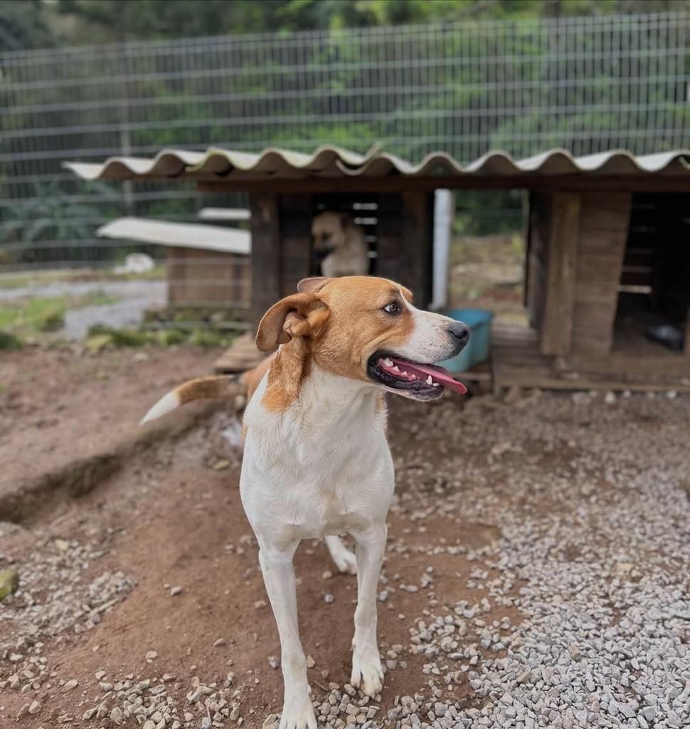Teddy, cachorro de porte grande para adoção em Paraí - RS — foto 2 de 6