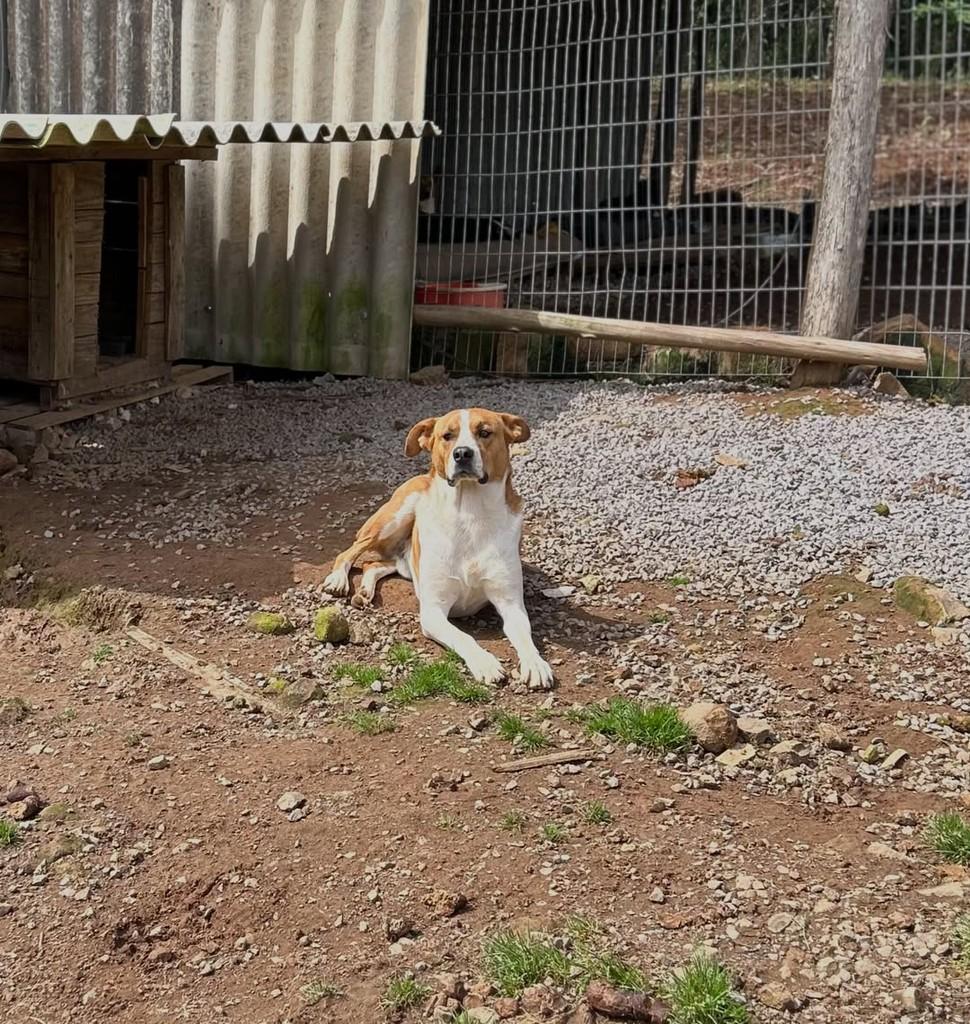 Teddy, cachorro de porte grande para adoção em Paraí - RS — foto 3 de 6
