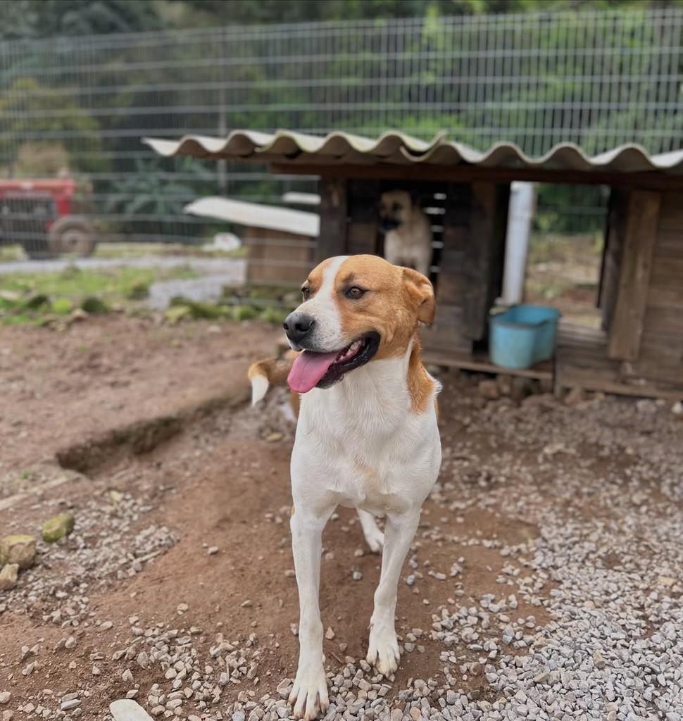 Teddy, cachorro de porte grande para adoção em Paraí - RS — foto 4 de 6