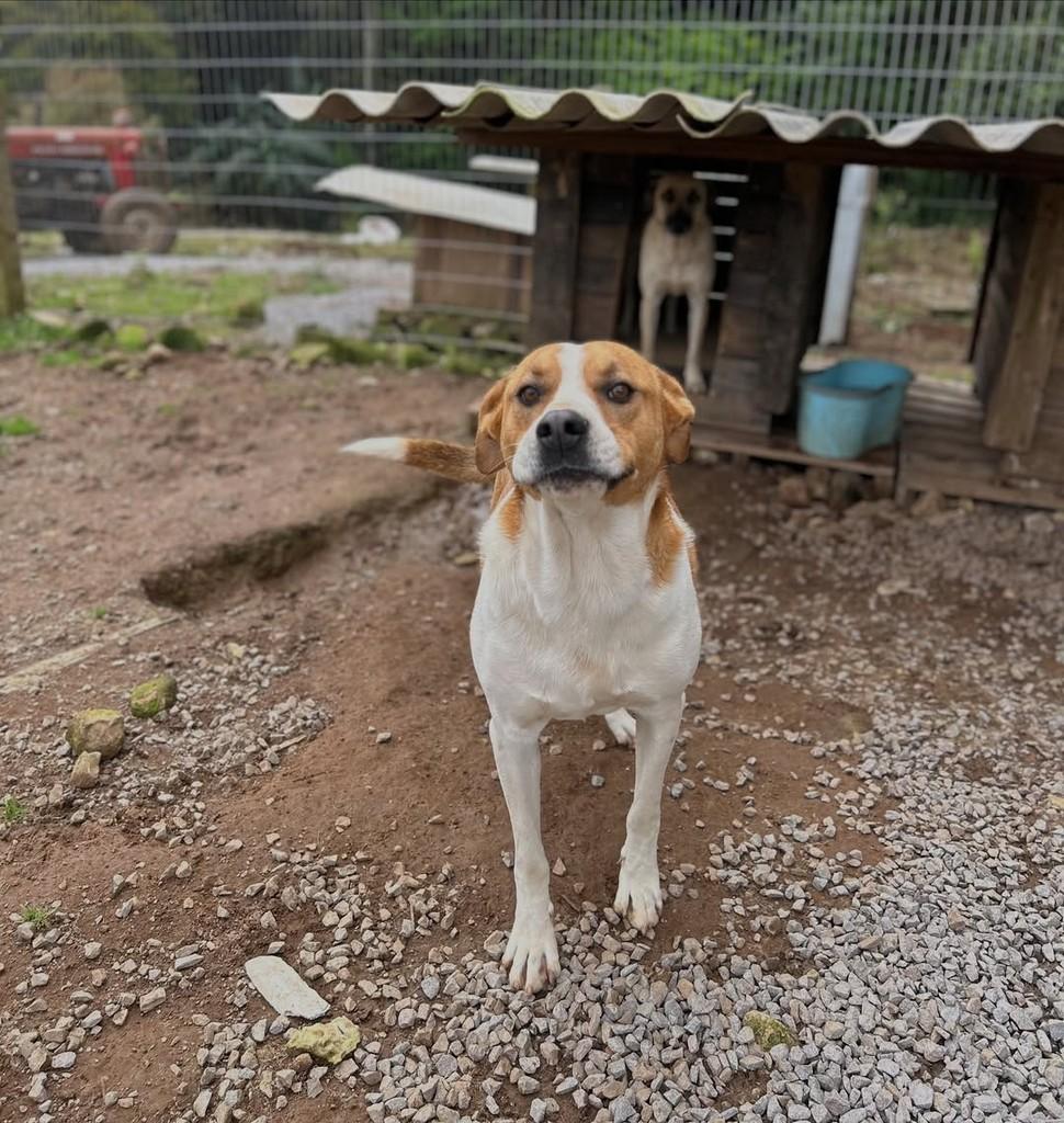 Teddy, cachorro de porte grande para adoção em Paraí - RS — foto 5 de 6
