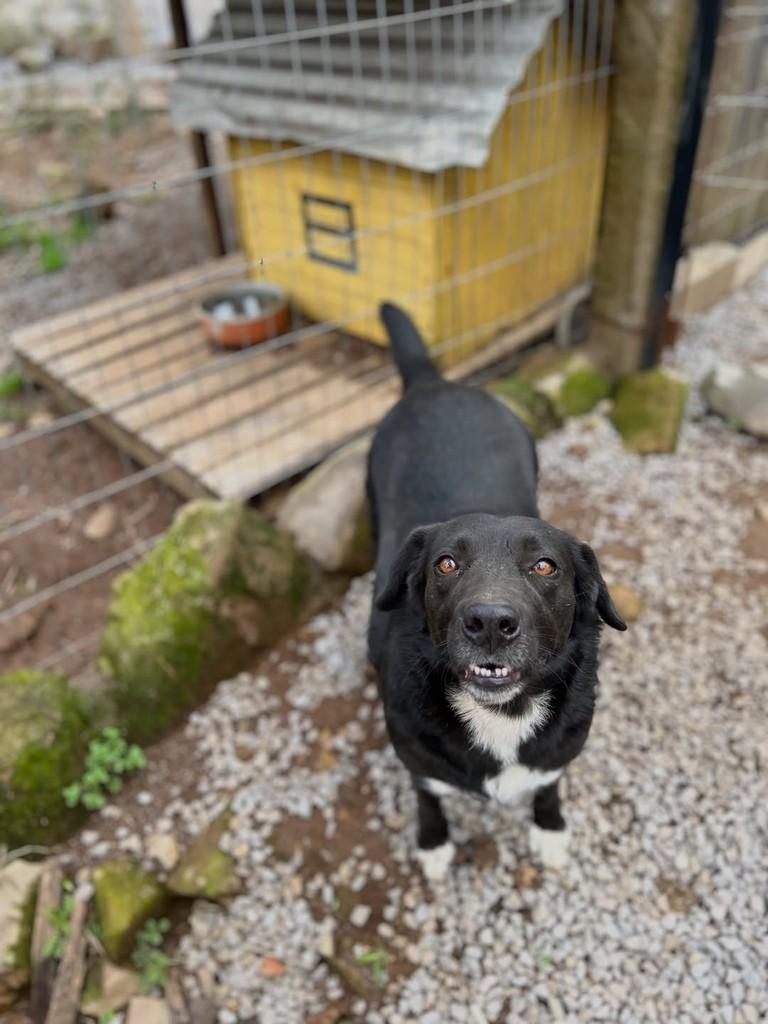 Titi, cadela de porte médio para adoção em Paraí - RS — foto 2 de 5