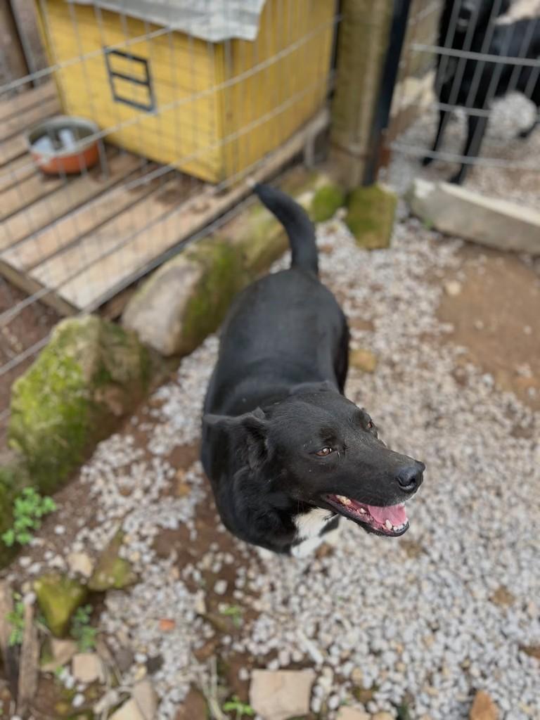 Titi, cadela de porte médio para adoção em Paraí - RS — foto 3 de 5
