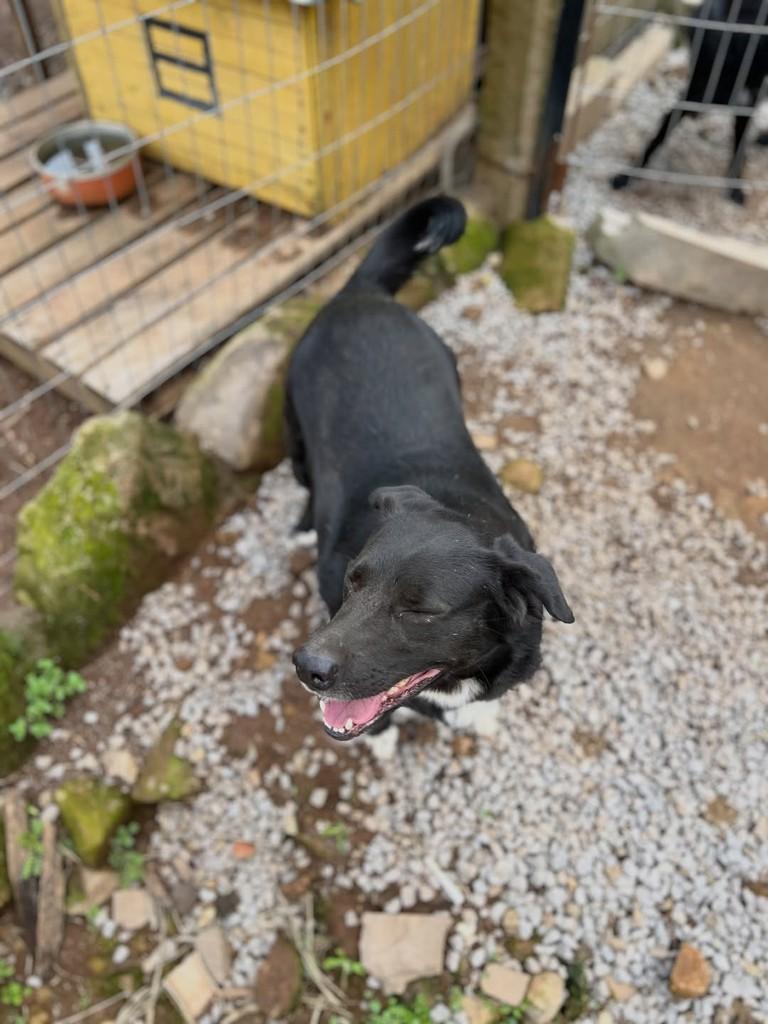 Titi, cadela de porte médio para adoção em Paraí - RS — foto 4 de 5