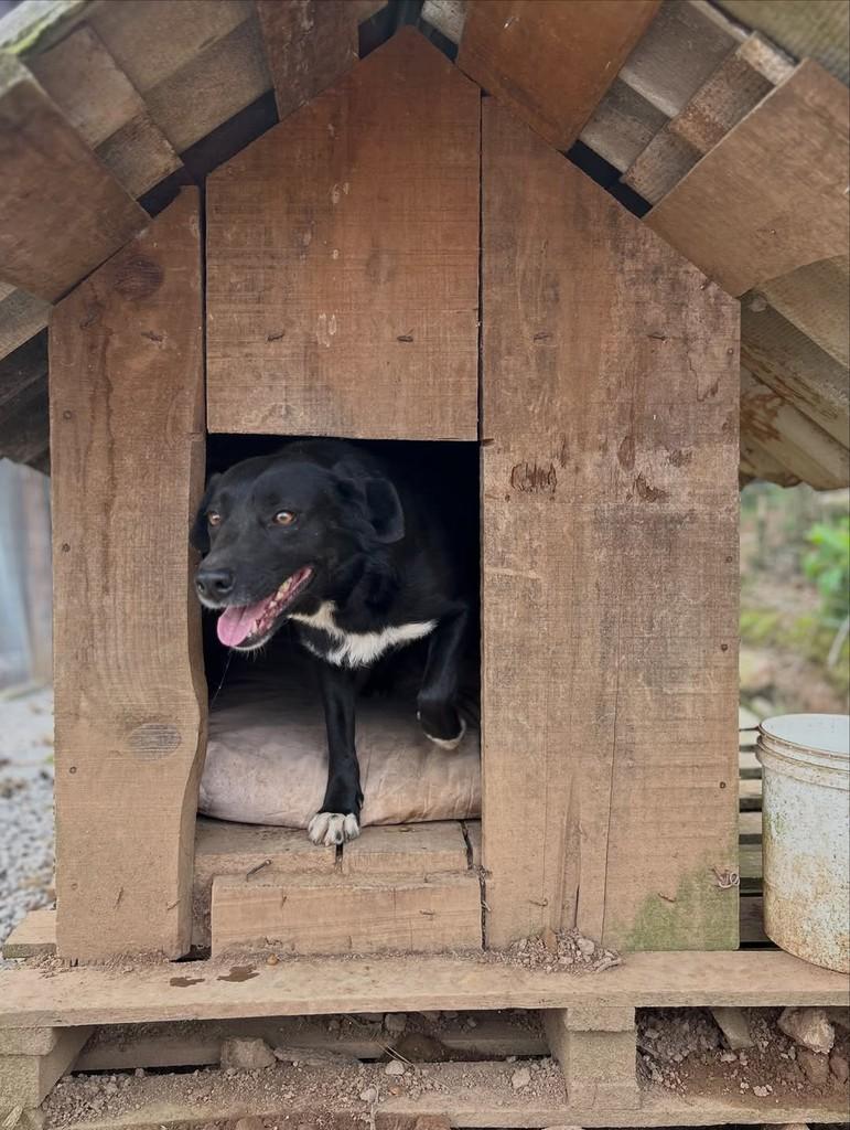 Titi, cadela de porte médio para adoção em Paraí - RS — foto 5 de 5