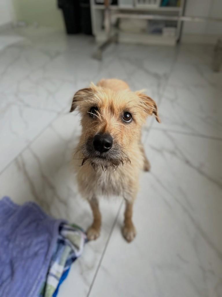 Olívia, cadela de porte pequeno para adoção em Paraí - RS — foto 2 de 5