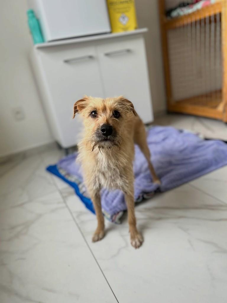 Olívia, cadela de porte pequeno para adoção em Paraí - RS — foto 4 de 5