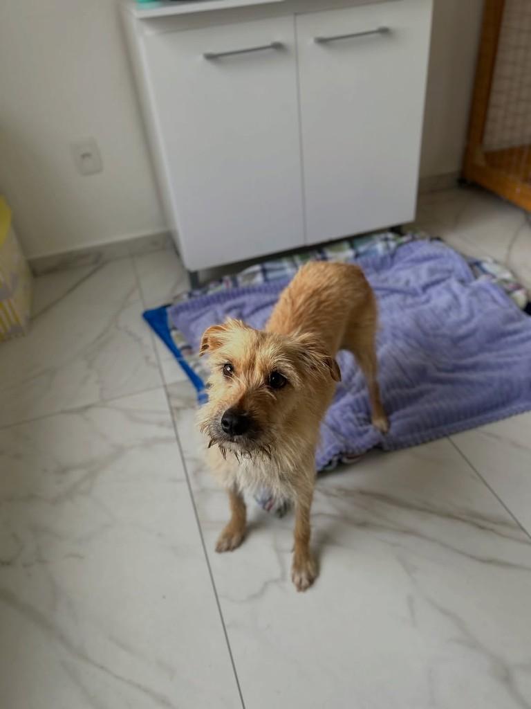 Olívia, cadela de porte pequeno para adoção em Paraí - RS — foto 5 de 5