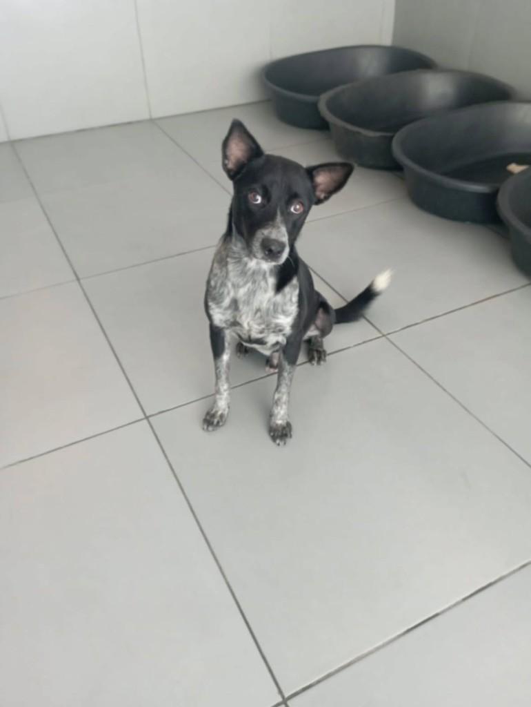 Pingo, cachorro de porte pequeno para adoção em Santa Maria Madalena - RJ