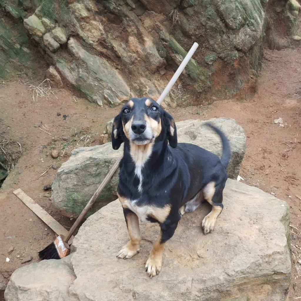 Mickey, cachorro de porte pequeno para adoção em Santa Maria Madalena - RJ