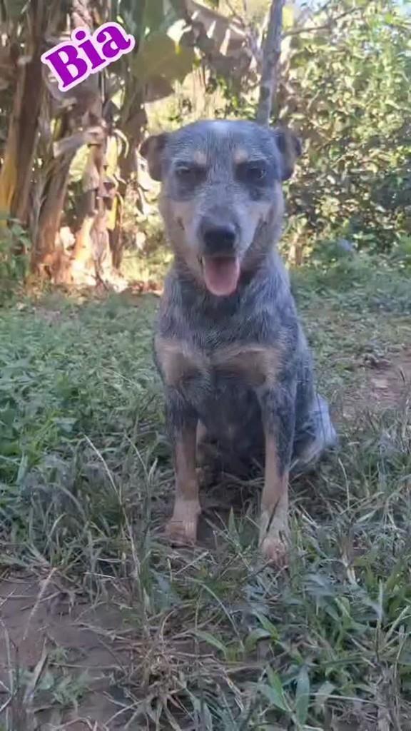 Bia, cachorro de porte pequeno para adoção em Santa Maria Madalena - RJ