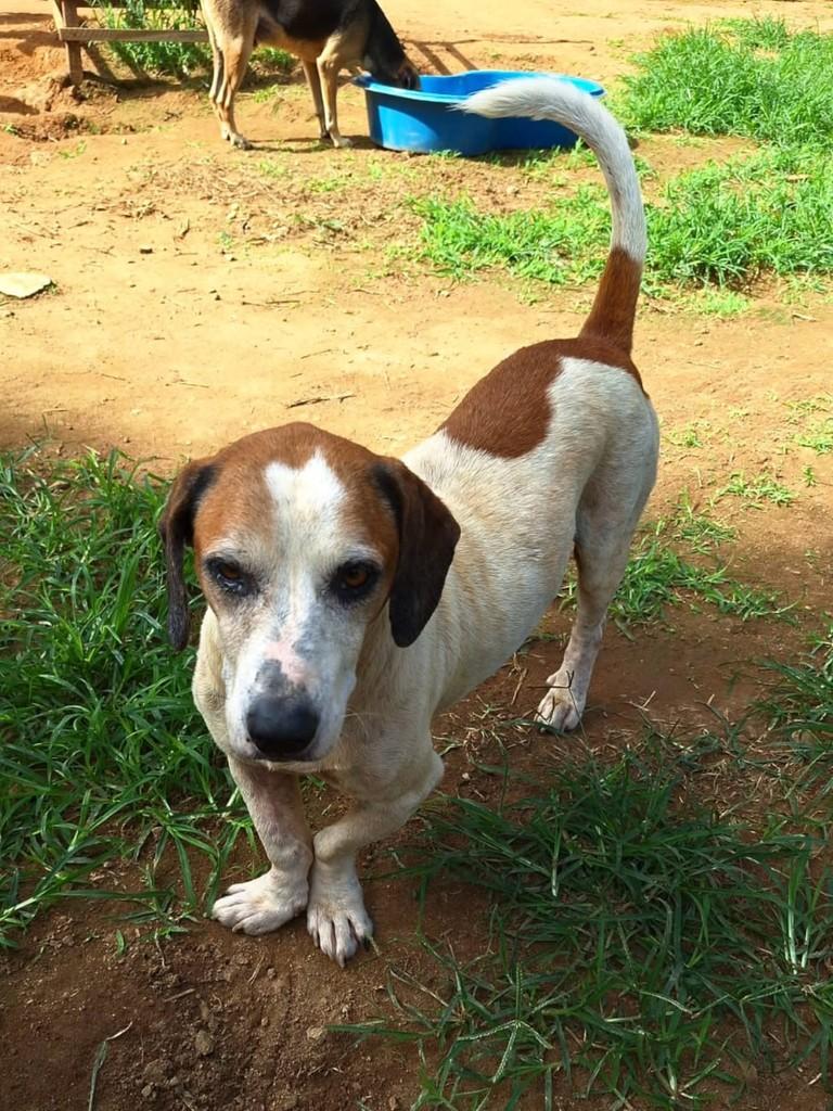 Coração, cachorro de porte pequeno para adoção em Santa Maria Madalena - RJ