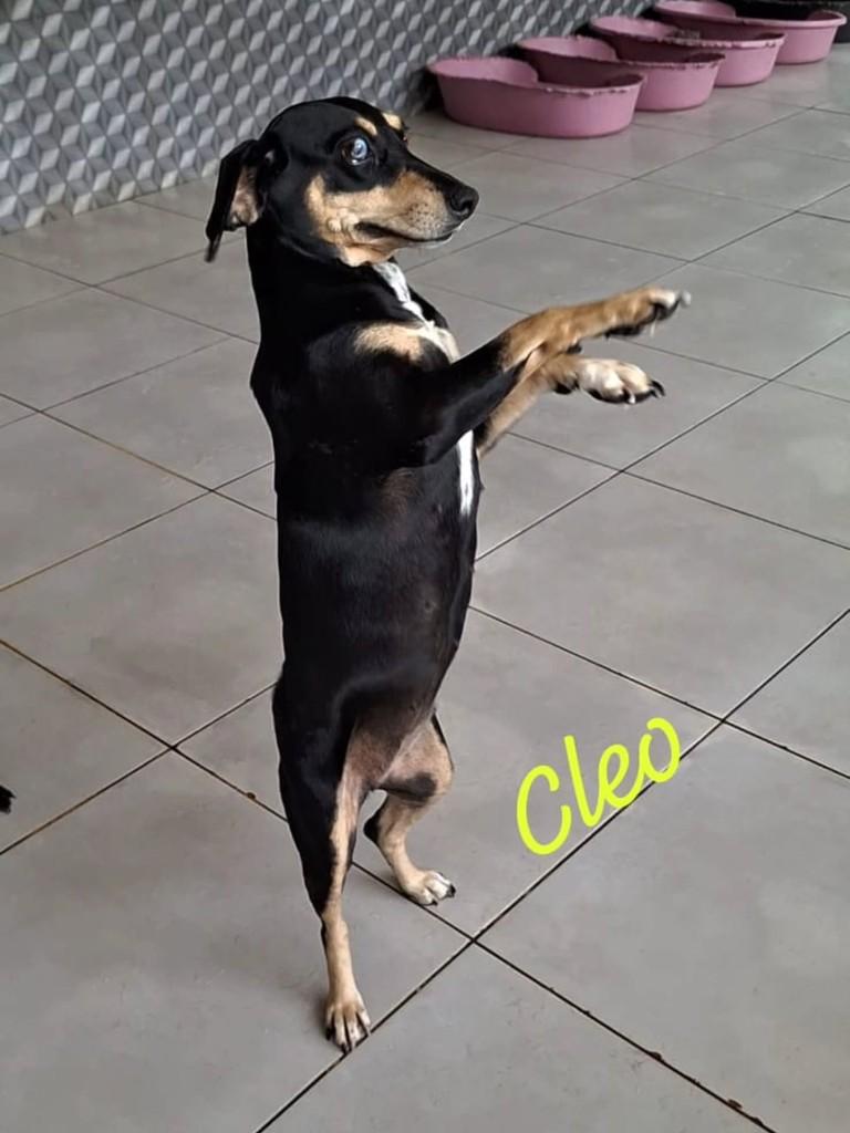 Cleo, cadela de porte médio para adoção em Santa Maria Madalena - RJ