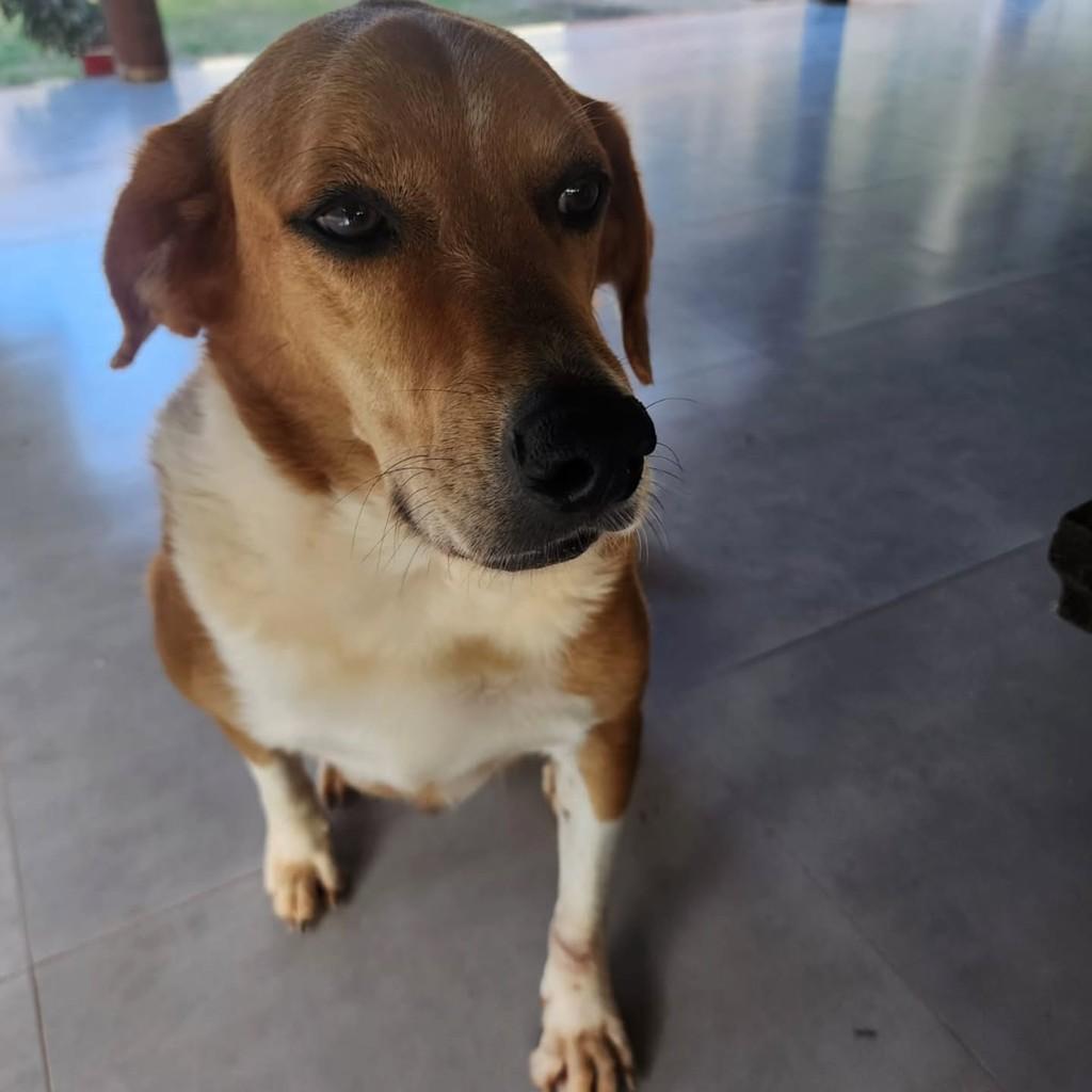 Thor, cachorro de porte grande para adoção em Santa Maria Madalena - RJ