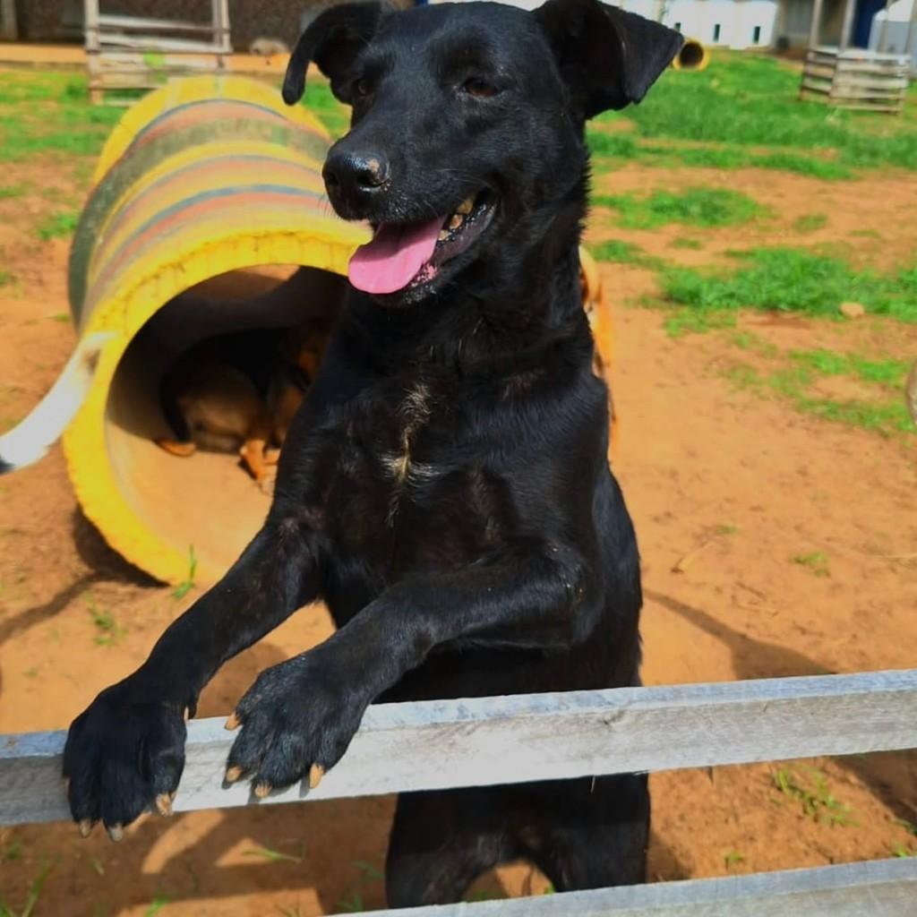 Chica, cadela de porte médio para adoção em Santa Maria Madalena - RJ