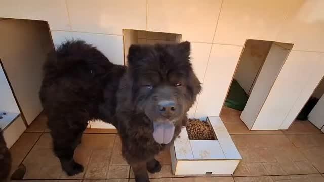 Negão, cachorro de porte grande para adoção em Santa Maria Madalena - RJ