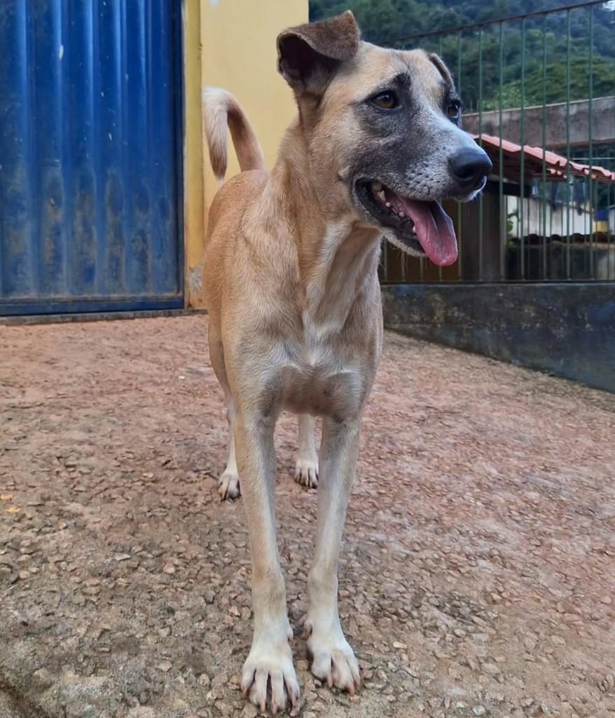 Mônica, cachorro de porte médio para adoção em Santa Maria Madalena - RJ