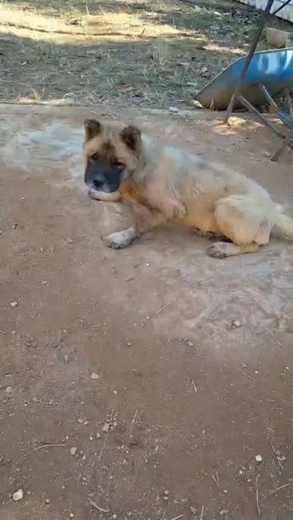 Matusa, cachorro de porte pequeno para adoção em Santa Maria Madalena - RJ