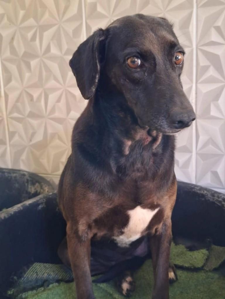 Xadrez, cachorro de porte pequeno para adoção em Santa Maria Madalena - RJ