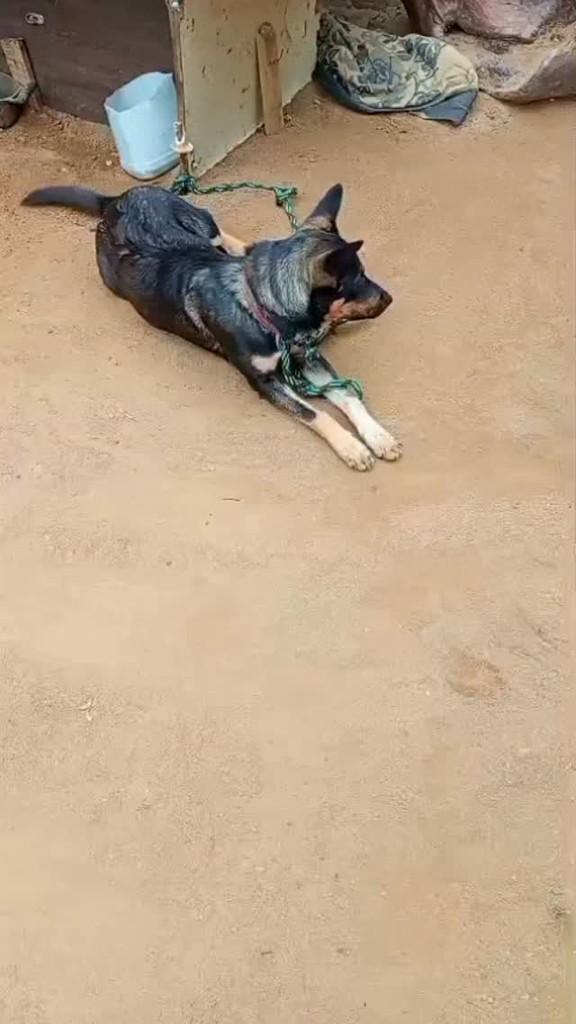 Cachorrinha, cadela de porte médio para adoção em Conceição de Macabu - RJ