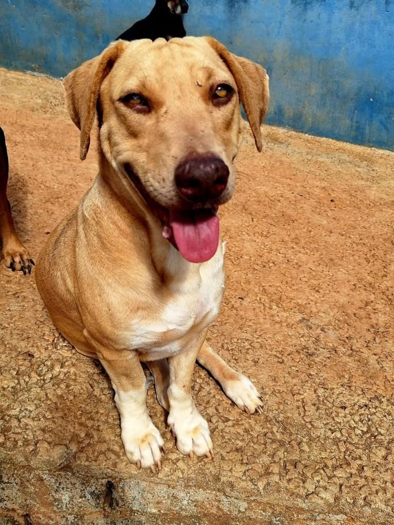 Charles, cachorro de porte médio para adoção em Santa Maria Madalena - RJ