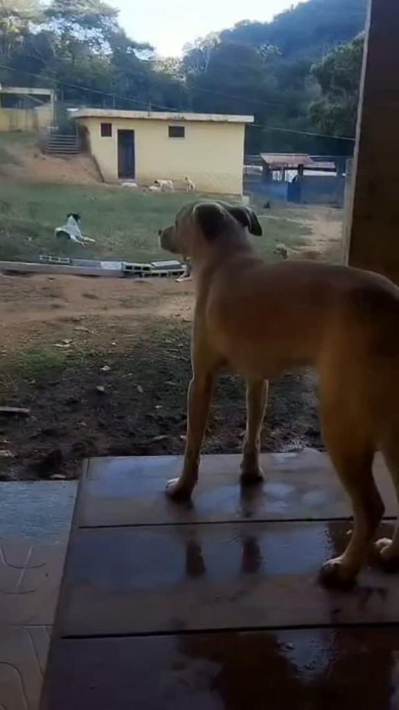 Caramelo, cachorro de porte pequeno para adoção em Rio de Janeiro - RJ