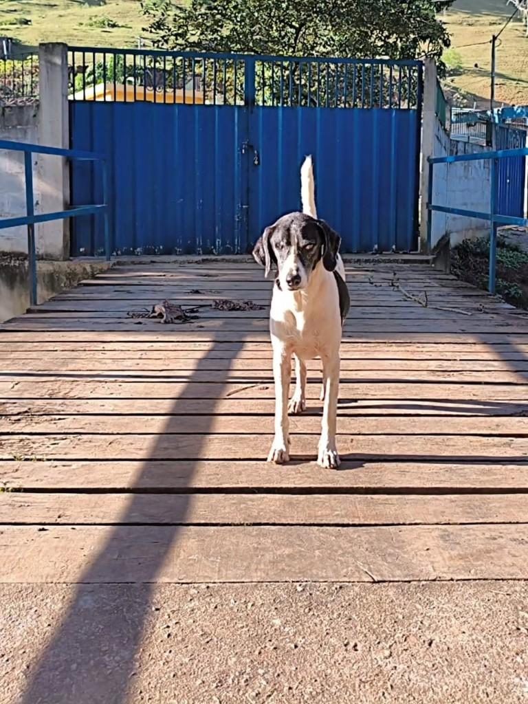 Pirata, cachorro de porte médio para adoção em Santa Maria Madalena - RJ