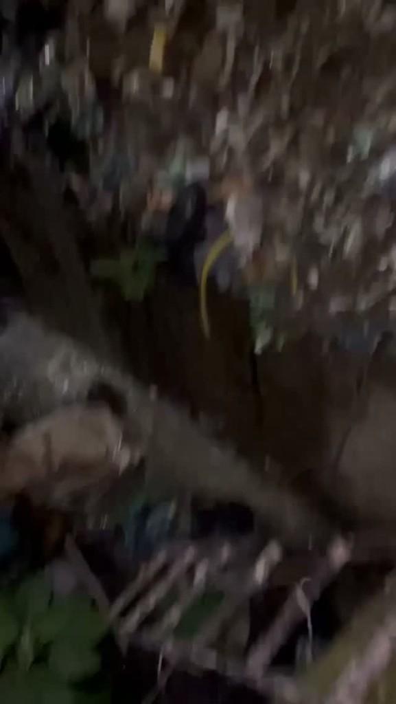 Braille, cachorro de porte pequeno para adoção em Santa Maria Madalena - RJ