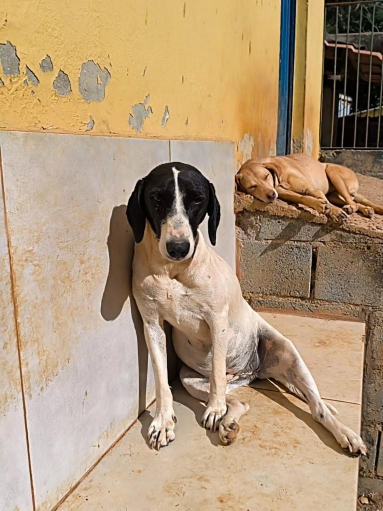 Juninho, cachorro de porte médio para adoção em Santa Maria Madalena - RJ