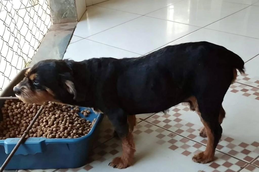 Zequinha, cachorro de porte médio para adoção em Santa Maria Madalena - RJ