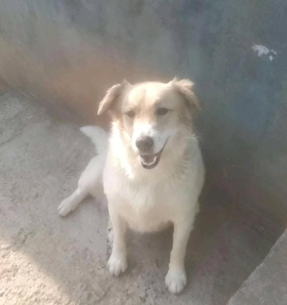 Florzinha, cachorro de porte médio para adoção em Santa Maria Madalena - RJ