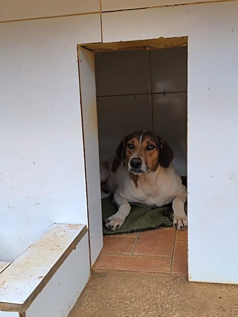 Bello, cachorro de porte médio para adoção em Santa Maria Madalena - RJ