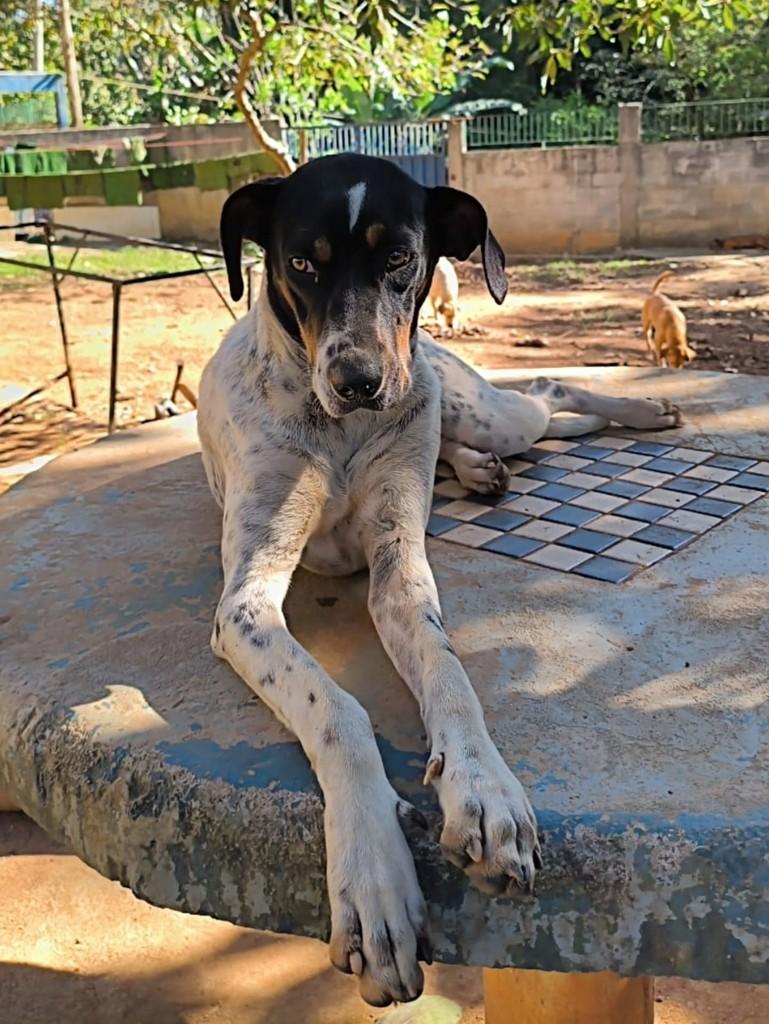 Ritinha, cadela de porte médio para adoção em Santa Maria Madalena - RJ