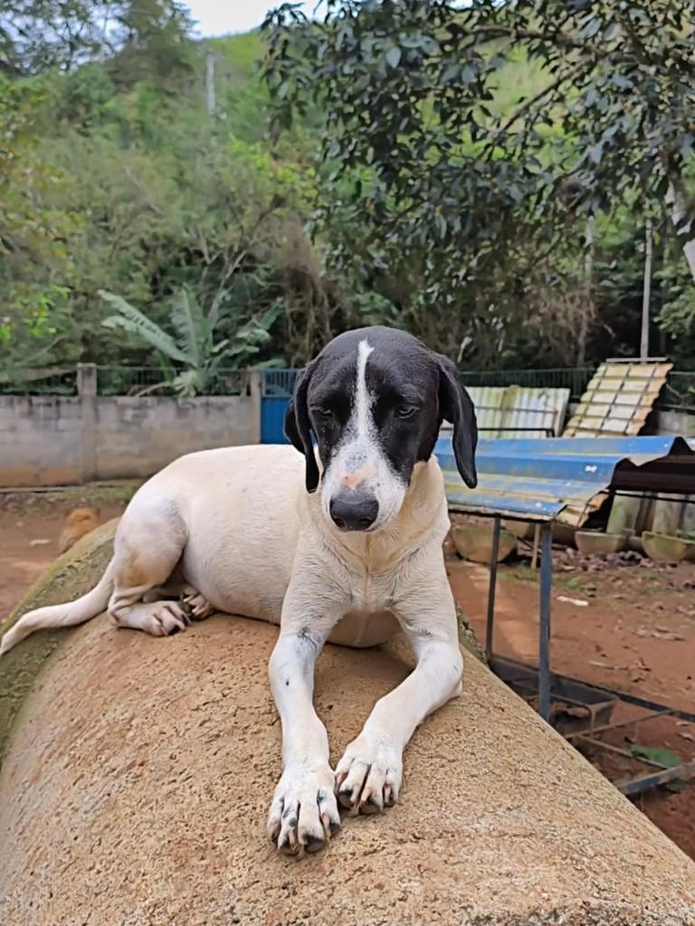 Pipoca, cachorro de porte médio para adoção em Santa Maria Madalena - RJ