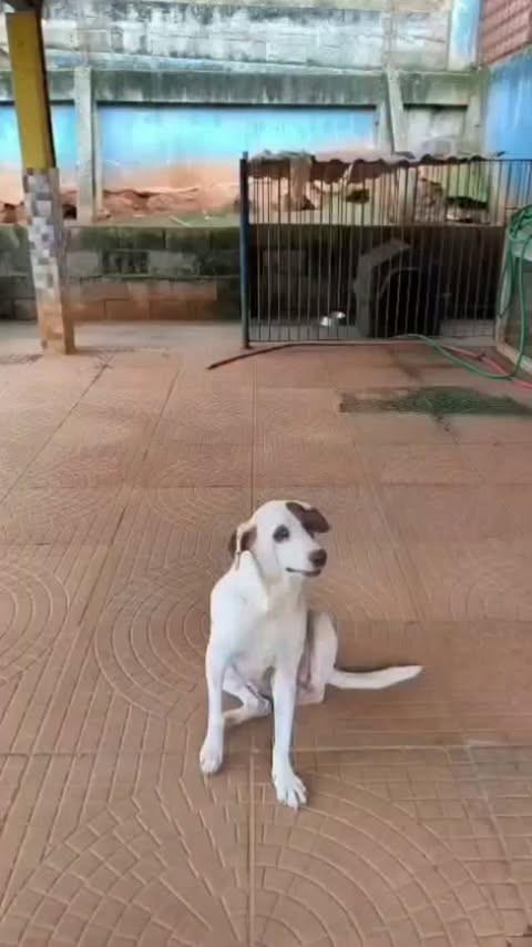Rubi, cachorro de porte pequeno para adoção em Santa Maria Madalena - RJ