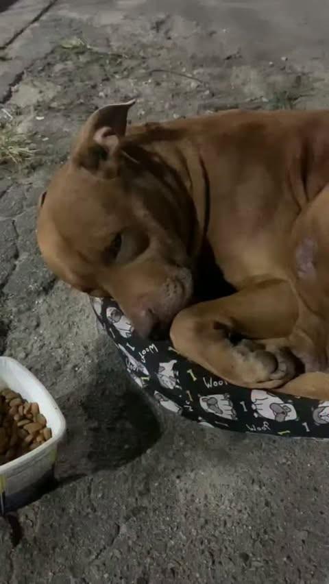 Caju, cachorro de porte pequeno para adoção em Santa Maria Madalena - RJ