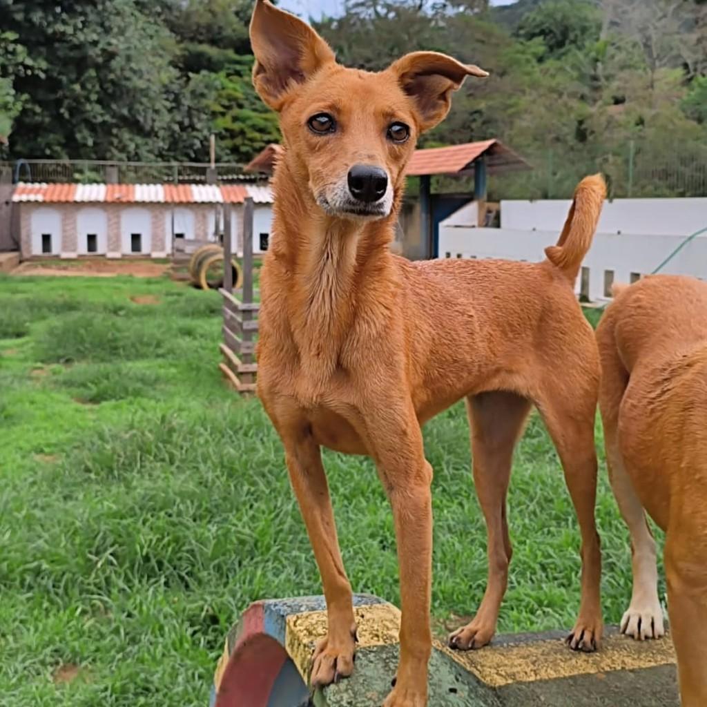 Cocada, cachorro de porte pequeno para adoção em Santa Maria Madalena - RJ