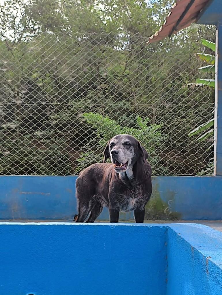 Jorjão, cachorro de porte médio para adoção em Santa Maria Madalena - RJ