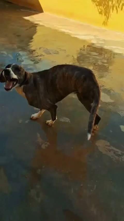 Perninha, cachorro de porte médio para adoção em Santa Maria Madalena - RJ