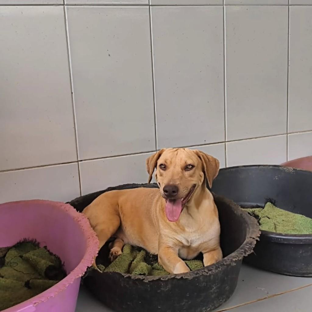 Paçoca, cachorro de porte médio para adoção em Santa Maria Madalena - RJ
