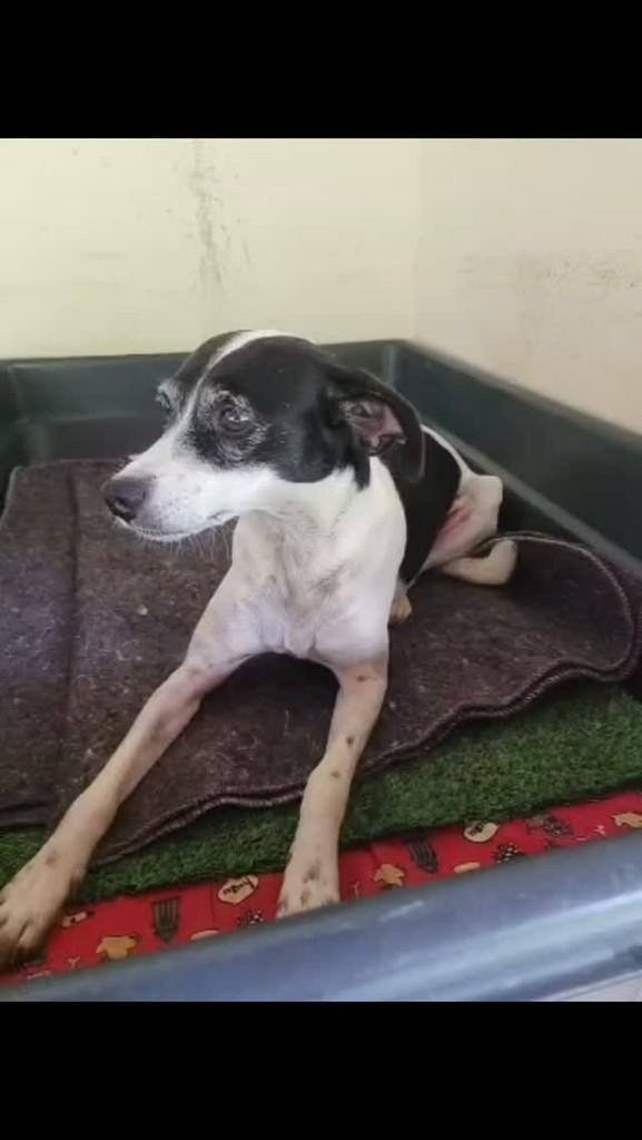 Paty, cadela de porte pequeno para adoção em Santa Maria Madalena - RJ