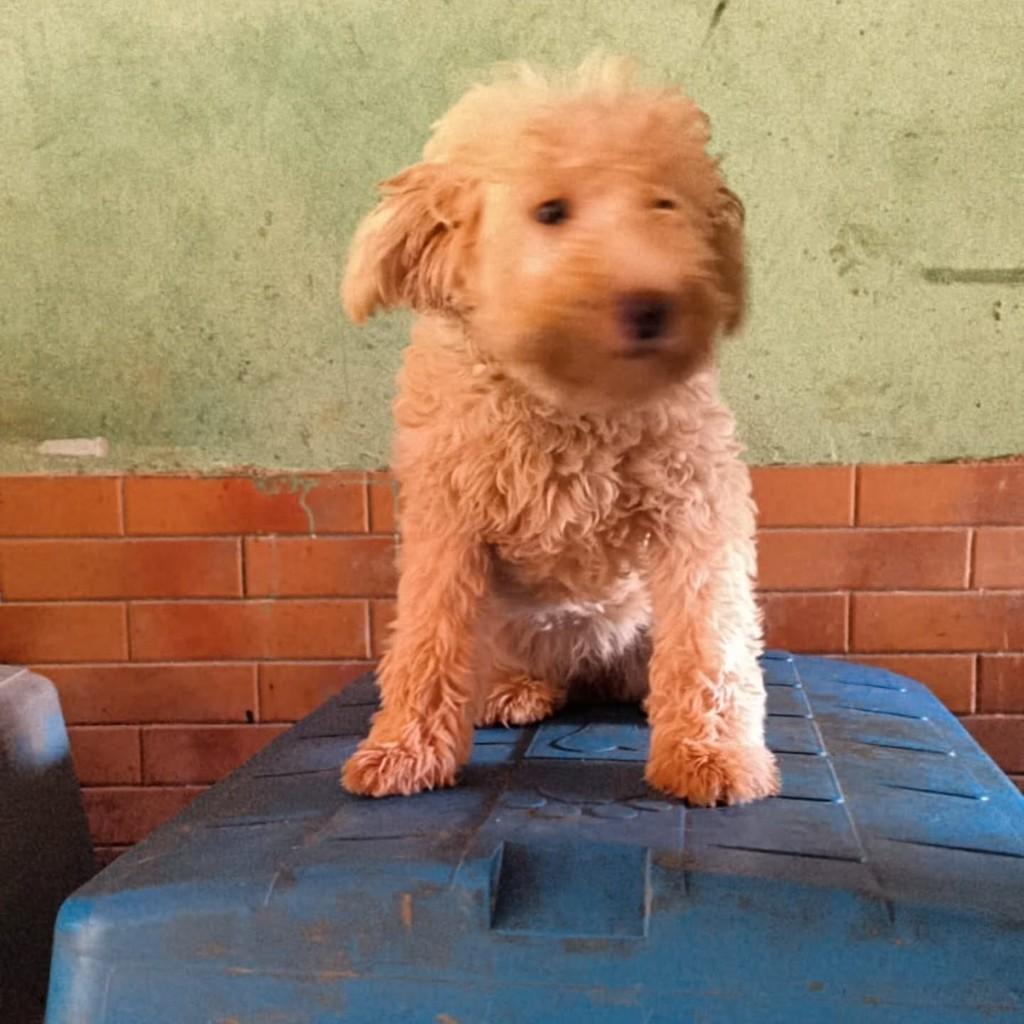 Dalila, cadela de porte pequeno para adoção em Santa Maria Madalena - RJ