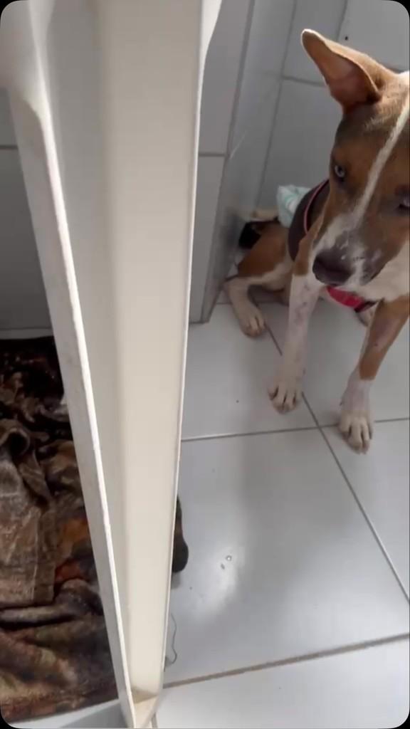 Lipe, cachorro de porte pequeno para adoção em Salvador - BA