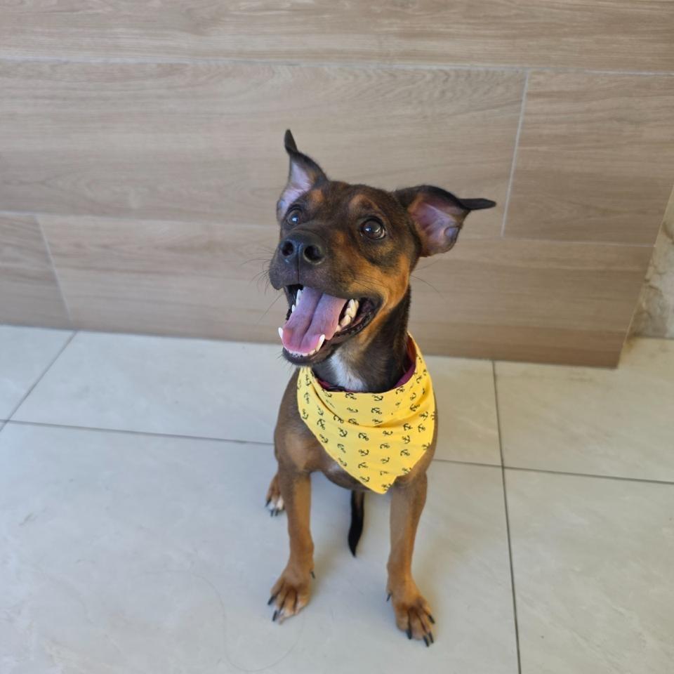 Lucky, cachorro de porte pequeno para adoção em Salvador - BA